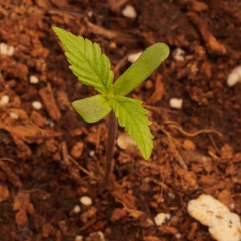 Royal Kush Auto (Indica) growlog timeline photo