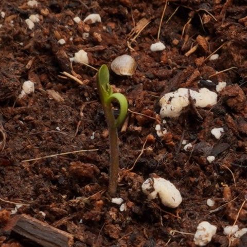Royal Kush Auto (Indica) growlog timeline photo
