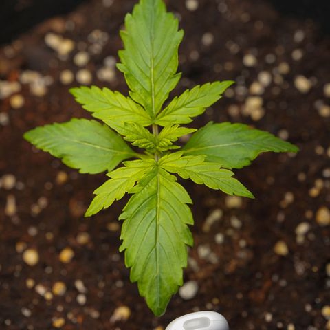 Northern Lights Auto (Indica) growlog timeline photo