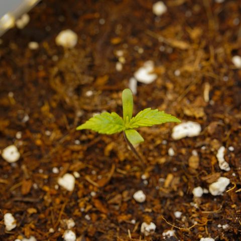 Royal Kush Auto (Indica) growlog timeline photo