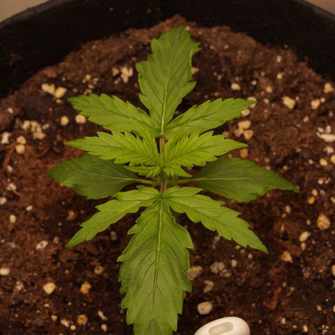 Northern Lights Auto (Indica) growlog timeline photo