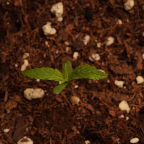 Royal Kush Auto (Indica) growlog timeline photo