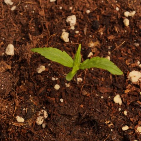 Royal Kush Auto (Indica) growlog timeline photo
