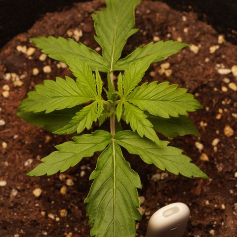 Northern Lights Auto (Indica) growlog timeline photo
