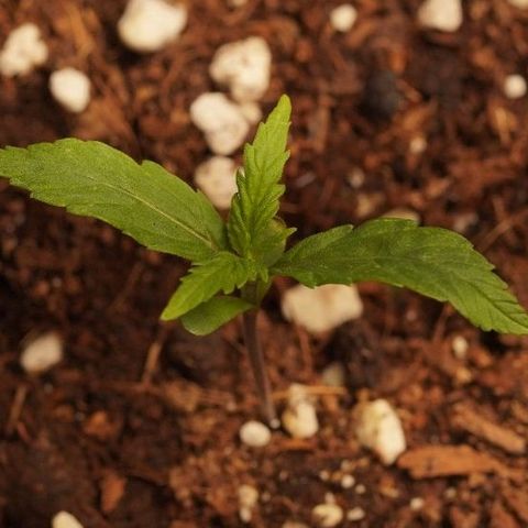 Royal Kush Auto (Indica) growlog timeline photo