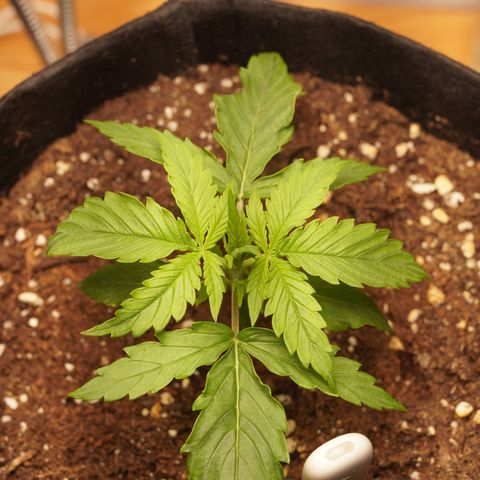 Northern Lights Auto (Indica) growlog timeline photo
