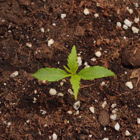 Royal Kush Auto (Indica) growlog timeline photo
