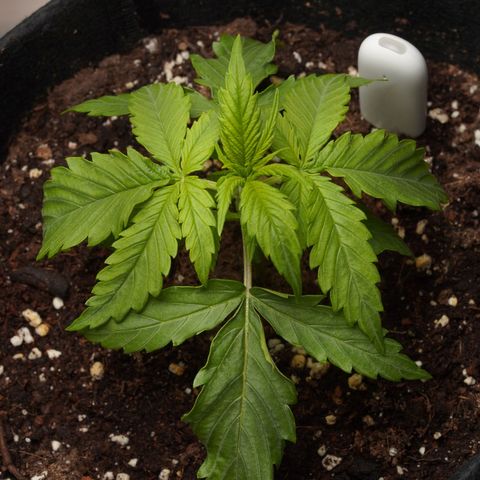 Northern Lights Auto (Indica) growlog timeline photo