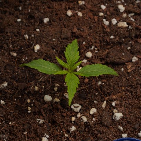 Royal Kush Auto (Indica) growlog timeline photo