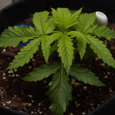 Northern Lights Auto (Indica) growlog timeline photo