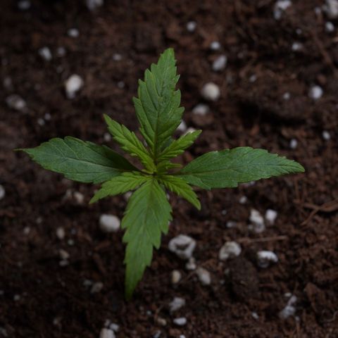 Royal Kush Auto (Indica) growlog timeline photo