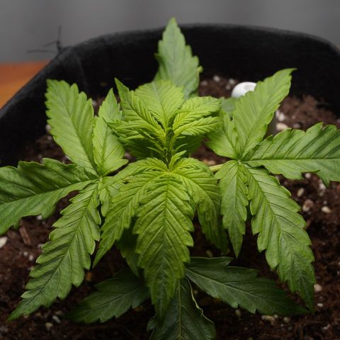 Northern Lights Auto (Indica) growlog timeline photo