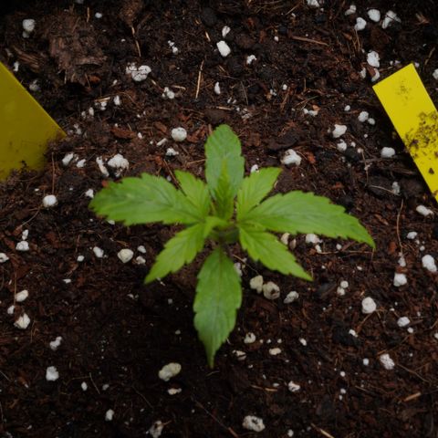 Royal Kush Auto (Indica) growlog timeline photo