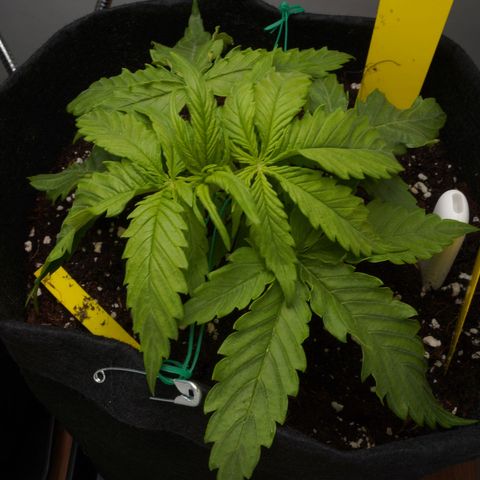 Northern Lights Auto (Indica) growlog timeline photo