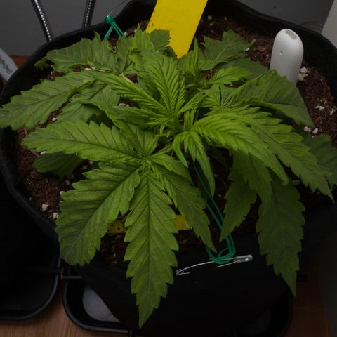 Northern Lights Auto (Indica) growlog timeline photo