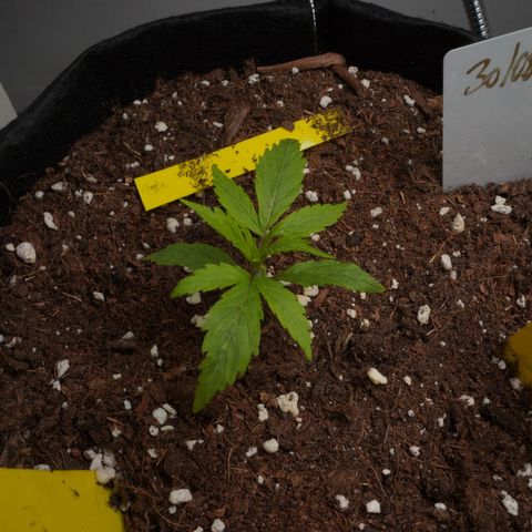 Royal Kush Auto (Indica) growlog timeline photo