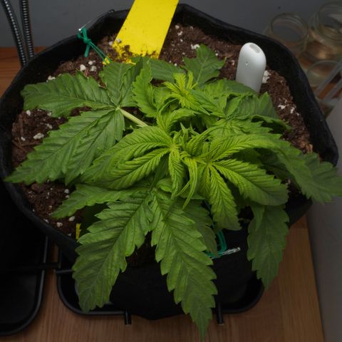 Northern Lights Auto (Indica) growlog timeline photo