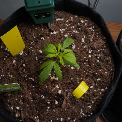 Royal Kush Auto (Indica) growlog timeline photo