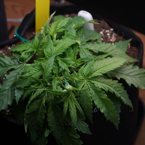 Northern Lights Auto (Indica) growlog timeline photo