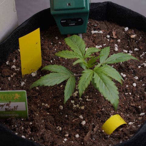 Royal Kush Auto (Indica) growlog timeline photo