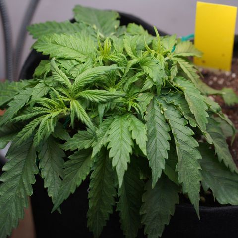 Northern Lights Auto (Indica) growlog timeline photo