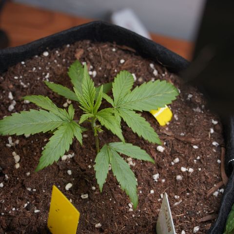 Royal Kush Auto (Indica) growlog timeline photo