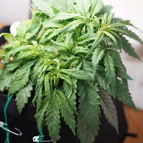 Northern Lights Auto (Indica) growlog timeline photo