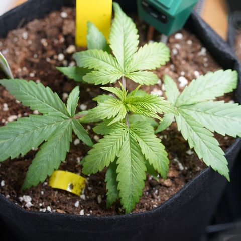 Royal Kush Auto (Indica) growlog timeline photo