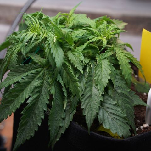 Northern Lights Auto (Indica) growlog timeline photo