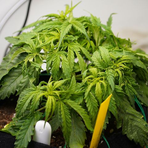 Northern Lights Auto (Indica) growlog timeline photo