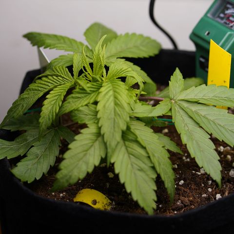 Royal Kush Auto (Indica) growlog timeline photo