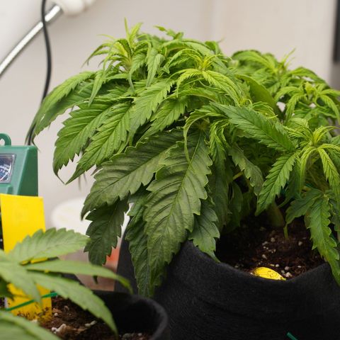 Northern Lights Auto (Indica) growlog timeline photo