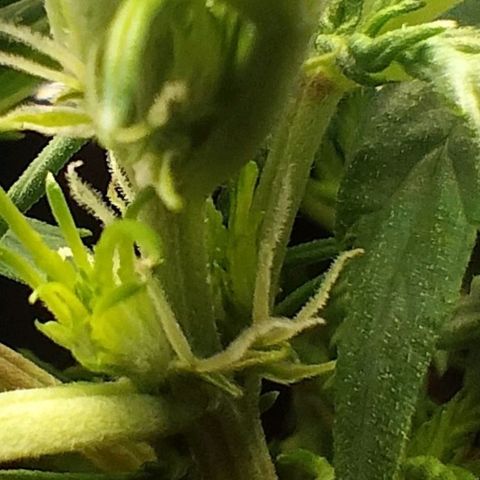 Northern Lights Auto (Indica) growlog photo: Flowering first signs.