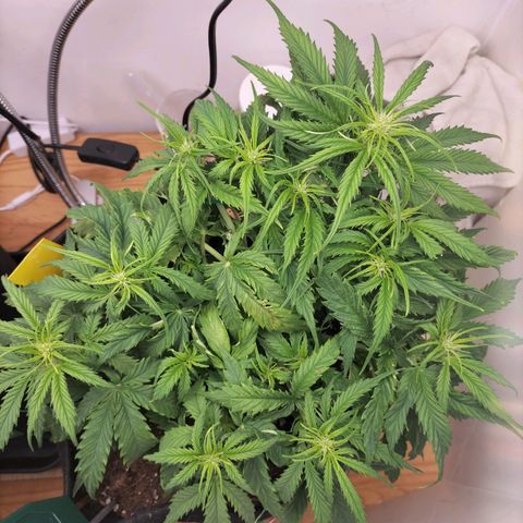 Northern Lights Auto (Indica) growlog timeline photo