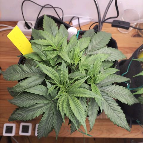 Royal Kush Auto (Indica) growlog timeline photo