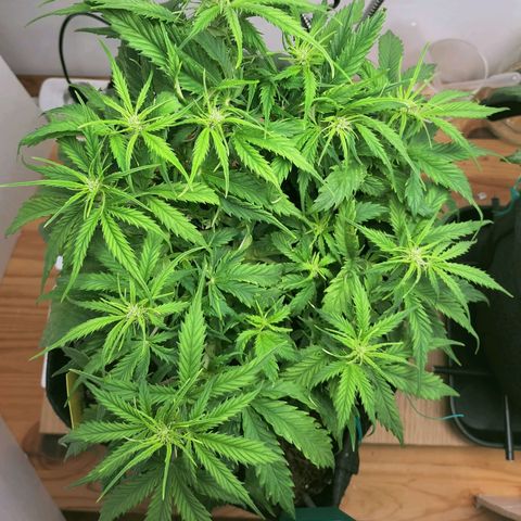 Northern Lights Auto (Indica) growlog timeline photo