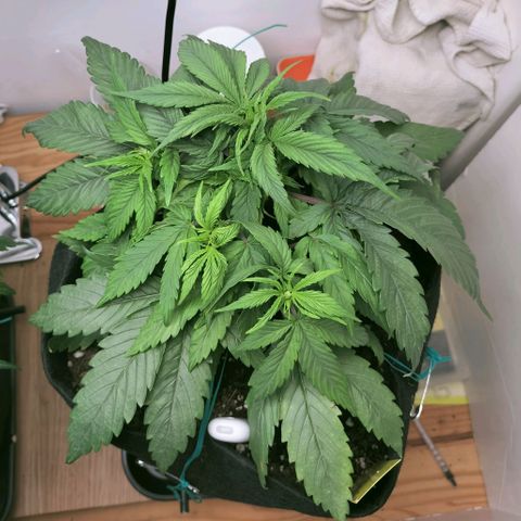 Royal Kush Auto (Indica) growlog timeline photo