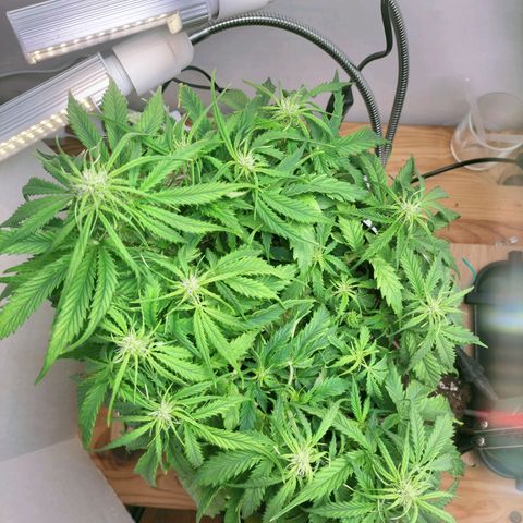 Northern Lights Auto (Indica) growlog timeline photo