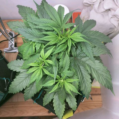Royal Kush Auto (Indica) growlog timeline photo