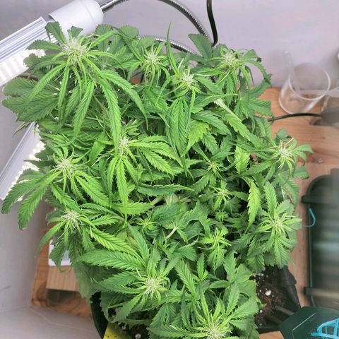 Northern Lights Auto (Indica) growlog timeline photo