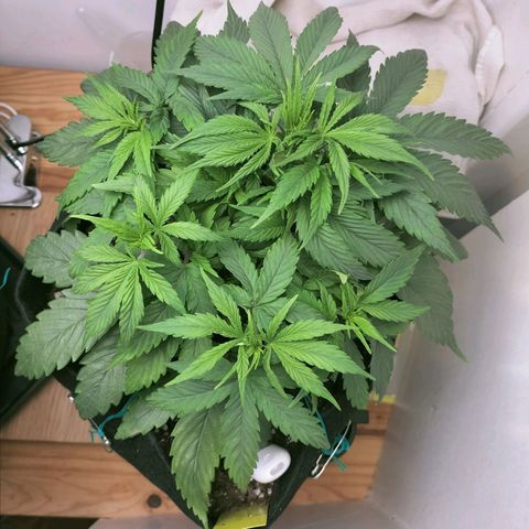 Royal Kush Auto (Indica) growlog timeline photo