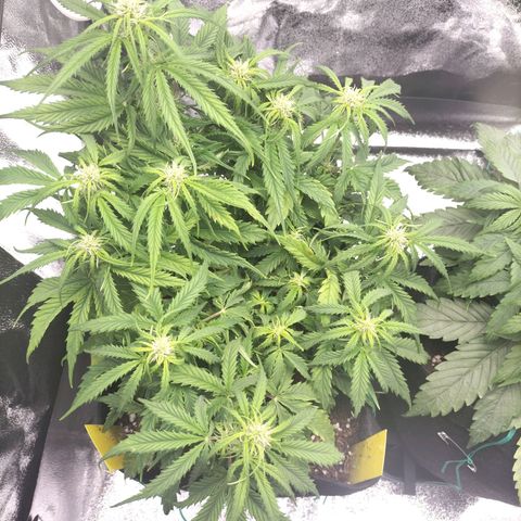 Northern Lights Auto (Indica) growlog timeline photo