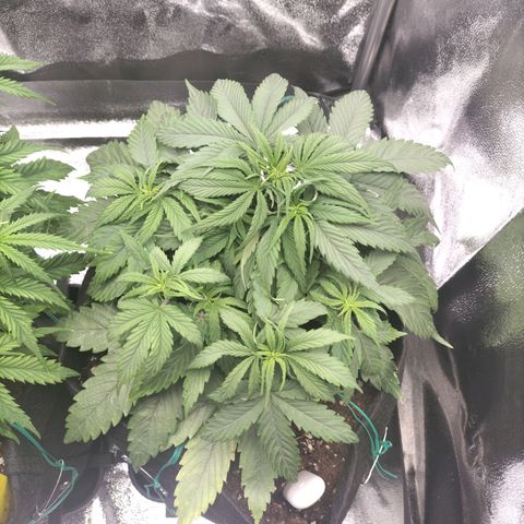 Royal Kush Auto (Indica) growlog timeline photo