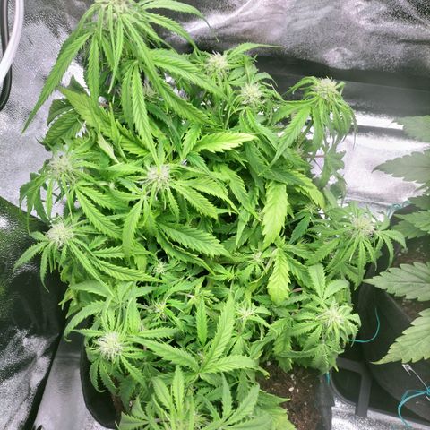 Northern Lights Auto (Indica) growlog timeline photo