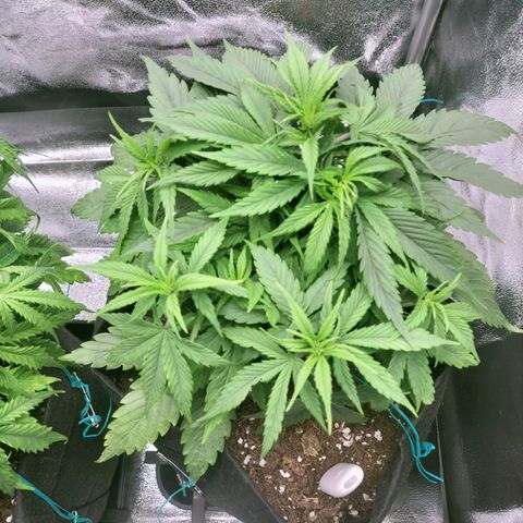 Royal Kush Auto (Indica) growlog timeline photo