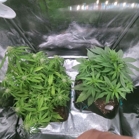 Northern Lights Auto (Indica) growlog timeline photo