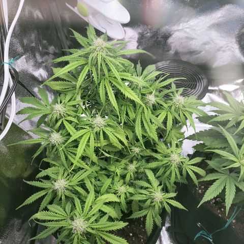 Northern Lights Auto (Indica) growlog photo: Reagiu bem os nutrientes!
