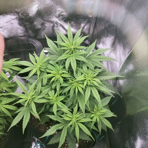 Royal Kush Auto (Indica) growlog timeline photo
