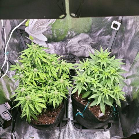Northern Lights Auto (Indica) growlog timeline photo