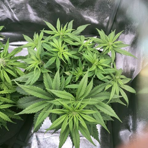 Royal Kush Auto (Indica) growlog timeline photo